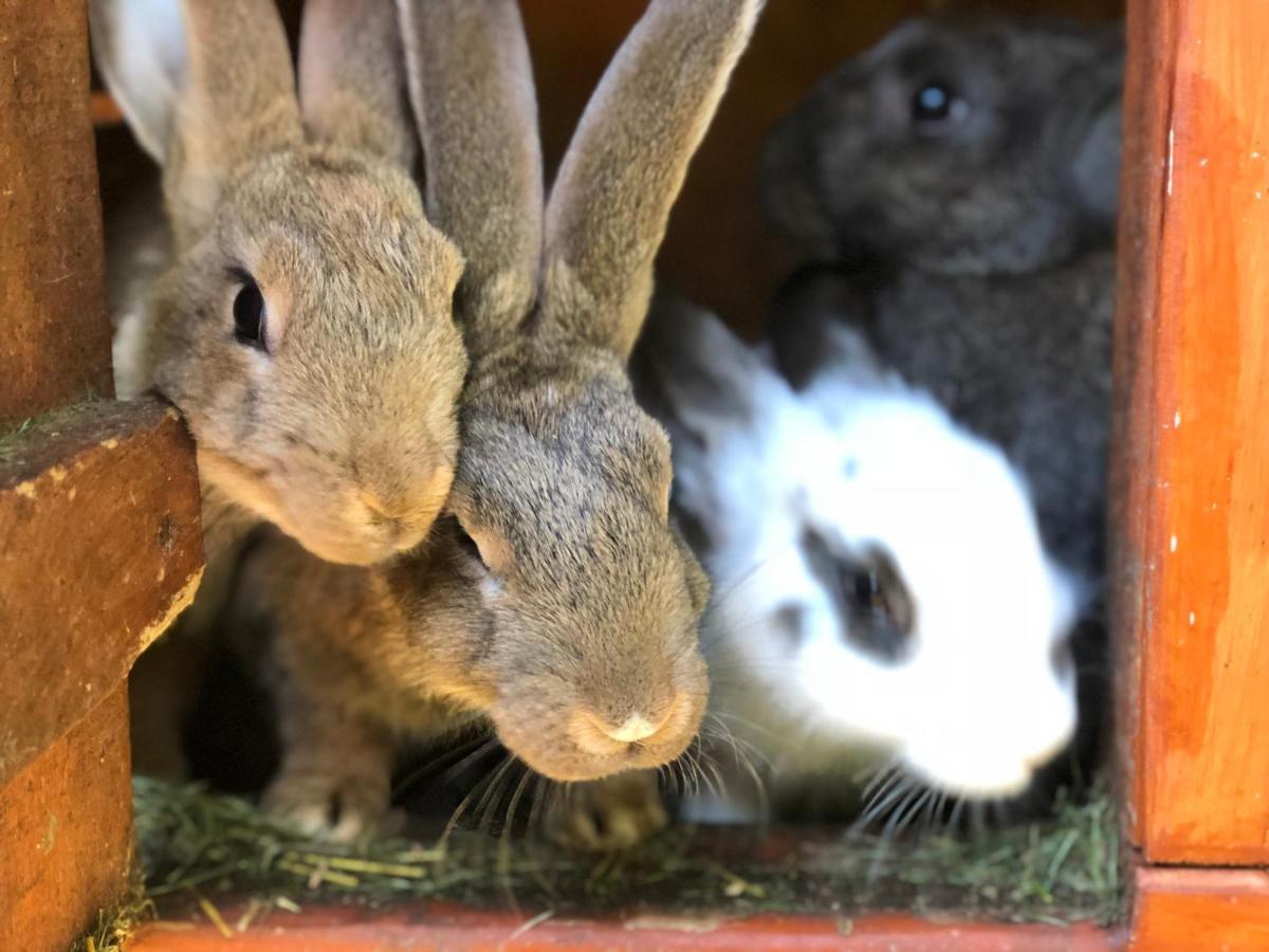 Domek W Dlugosiodle Dlugosiodlo Buitenkant foto